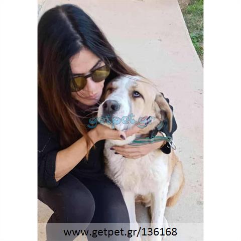 Δίνεται για υιοθεσία - χαρίζεται ημίαιμη σκυλίτσα Greek Molossus of Epirus - Μολοσσός της Ηπείρου