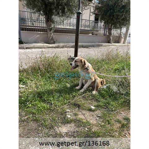 Δίνεται για υιοθεσία - χαρίζεται ημίαιμη σκυλίτσα Greek Molossus of Epirus - Μολοσσός της Ηπείρου
