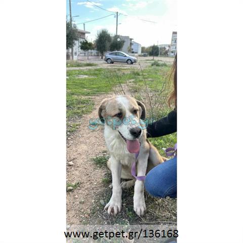 Δίνεται για υιοθεσία - χαρίζεται ημίαιμη σκυλίτσα Greek Molossus of Epirus - Μολοσσός της Ηπείρου