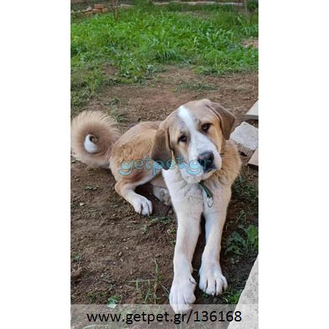 Δίνεται για υιοθεσία - χαρίζεται ημίαιμη σκυλίτσα Greek Molossus of Epirus - Μολοσσός της Ηπείρου