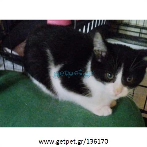 Δίνεται για υιοθεσία - χαρίζεται ημίαιμη γάτα