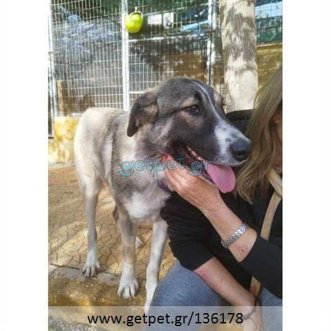 Δίνεται για υιοθεσία - χαρίζεται ημίαιμη σκυλίτσα