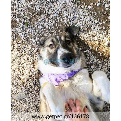 Δίνεται για υιοθεσία - χαρίζεται ημίαιμη σκυλίτσα