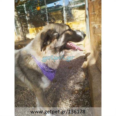 Δίνεται για υιοθεσία - χαρίζεται ημίαιμη σκυλίτσα