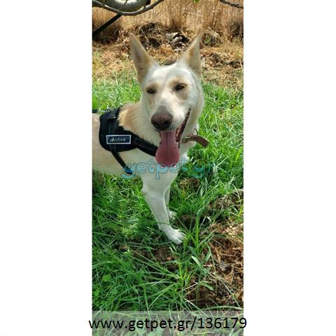 Δίνεται για υιοθεσία - χαρίζεται ημίαιμη σκυλίτσα
