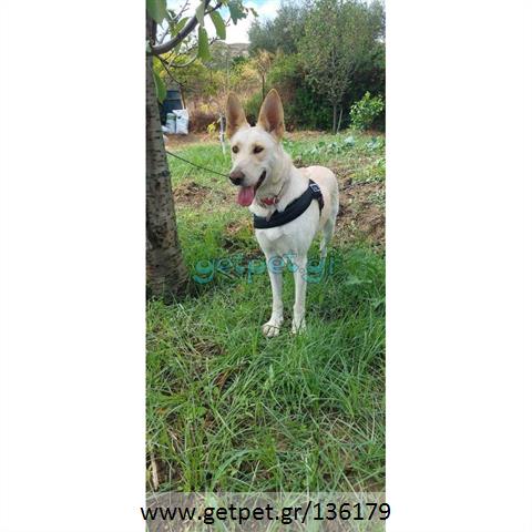 Δίνεται για υιοθεσία - χαρίζεται ημίαιμη σκυλίτσα