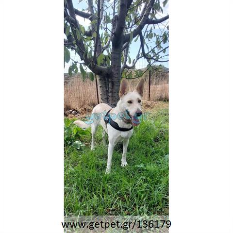 Δίνεται για υιοθεσία - χαρίζεται ημίαιμη σκυλίτσα