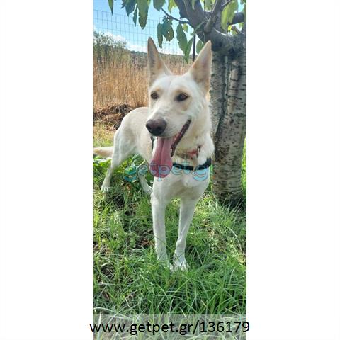 Δίνεται για υιοθεσία - χαρίζεται ημίαιμη σκυλίτσα
