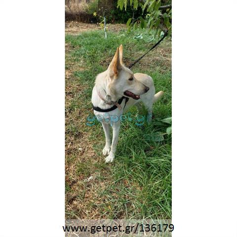 Δίνεται για υιοθεσία - χαρίζεται ημίαιμη σκυλίτσα