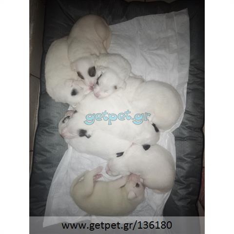 Δίνεται για υιοθεσία - χαρίζεται ημίαιμο κουτάβι Dogo Argentino - Ντόγκο Αρτζεντίνο