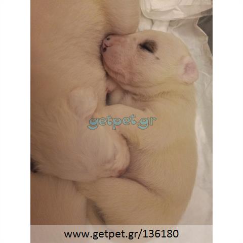 Δίνεται για υιοθεσία - χαρίζεται ημίαιμο κουτάβι Dogo Argentino - Ντόγκο Αρτζεντίνο