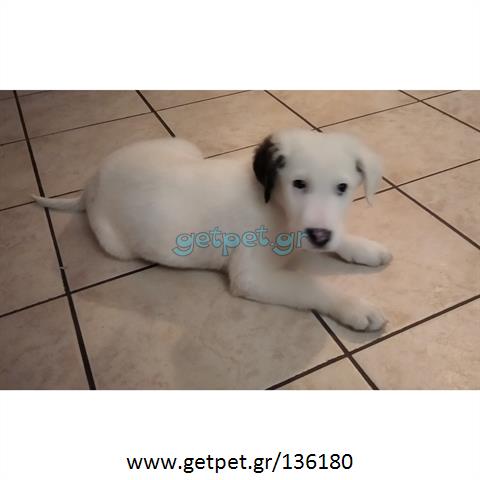 Δίνεται για υιοθεσία - χαρίζεται ημίαιμο κουτάβι Dogo Argentino - Ντόγκο Αρτζεντίνο