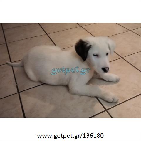 Δίνεται για υιοθεσία - χαρίζεται ημίαιμο κουτάβι Dogo Argentino - Ντόγκο Αρτζεντίνο