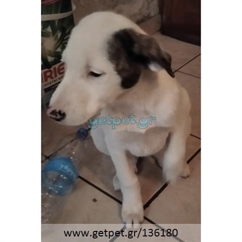 Δίνεται για υιοθεσία - χαρίζεται ημίαιμο κουτάβι Dogo Argentino - Ντόγκο Αρτζεντίνο