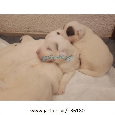 Δίνεται για υιοθεσία - χαρίζεται ημίαιμο κουτάβι Dogo Argentino - Ντόγκο Αρτζεντίνο