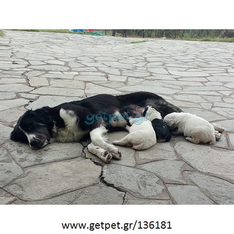 Δίνεται για υιοθεσία - χαρίζεται κουτάβι Greek Sheepdog - Ελληνικός Ποιμενικός