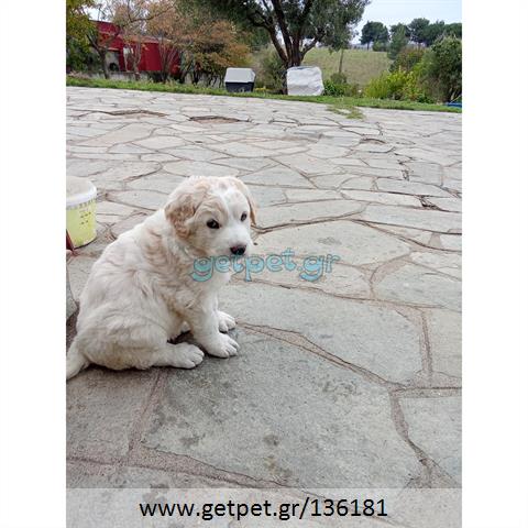 Δίνεται για υιοθεσία - χαρίζεται κουτάβι Greek Sheepdog - Ελληνικός Ποιμενικός