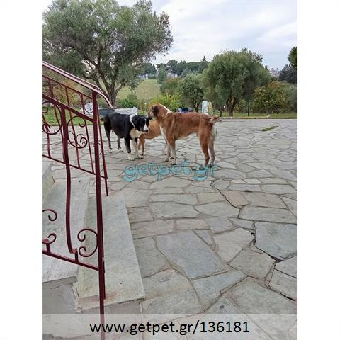 Δίνεται για υιοθεσία - χαρίζεται κουτάβι Greek Sheepdog - Ελληνικός Ποιμενικός