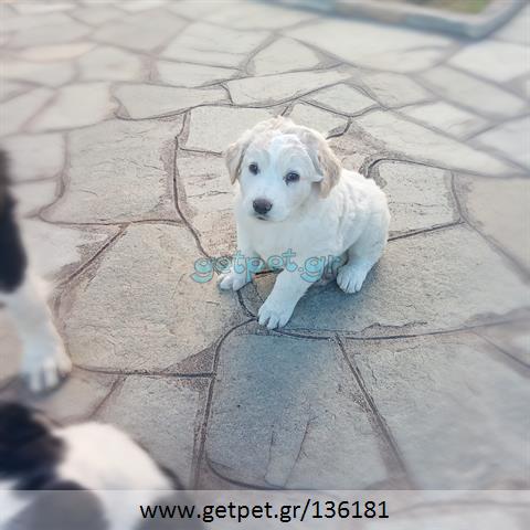 Δίνεται για υιοθεσία - χαρίζεται κουτάβι Greek Sheepdog - Ελληνικός Ποιμενικός
