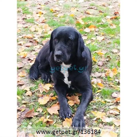 Δίνεται για υιοθεσία - χαρίζεται ημίαιμος σκυλάκος Labrador Retriever - Λαμπραντόρ Ριτρίβερ