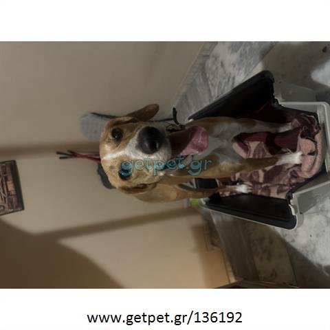 Δίνεται για υιοθεσία - χαρίζεται ημίαιμη σκυλίτσα