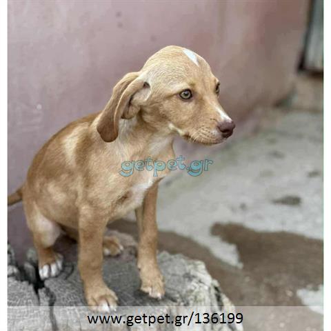 Δίνεται για υιοθεσία - χαρίζεται ημίαιμο κουτάβι