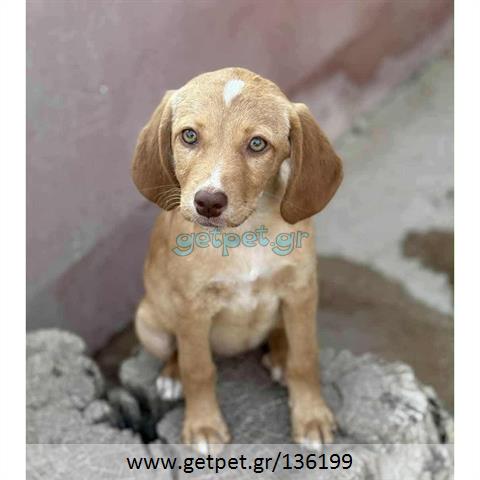 Δίνεται για υιοθεσία - χαρίζεται ημίαιμο κουτάβι