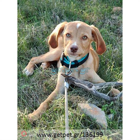 Δίνεται για υιοθεσία - χαρίζεται ημίαιμο κουτάβι