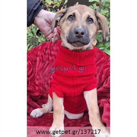 Δίνεται για υιοθεσία - χαρίζεται ημίαιμο κουτάβι Labrador Retriever - Λαμπραντόρ Ριτρίβερ