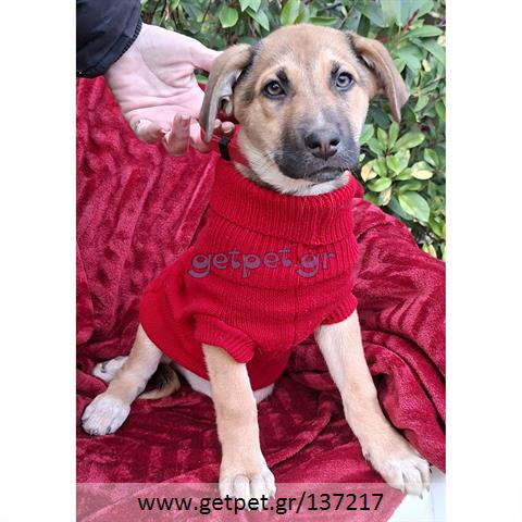 Δίνεται για υιοθεσία - χαρίζεται ημίαιμο κουτάβι Labrador Retriever - Λαμπραντόρ Ριτρίβερ