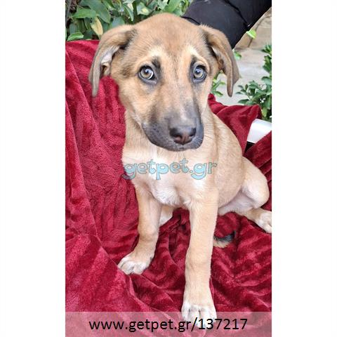 Δίνεται για υιοθεσία - χαρίζεται ημίαιμο κουτάβι Labrador Retriever - Λαμπραντόρ Ριτρίβερ