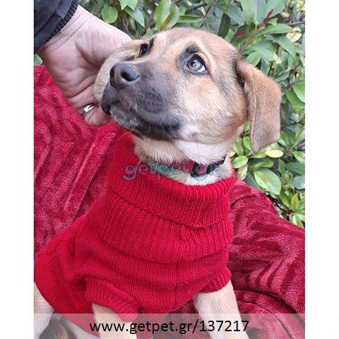 Δίνεται για υιοθεσία - χαρίζεται ημίαιμο κουτάβι Labrador Retriever - Λαμπραντόρ Ριτρίβερ