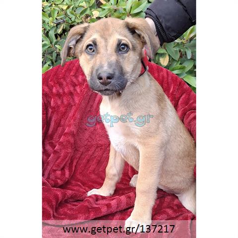 Δίνεται για υιοθεσία - χαρίζεται ημίαιμο κουτάβι Labrador Retriever - Λαμπραντόρ Ριτρίβερ