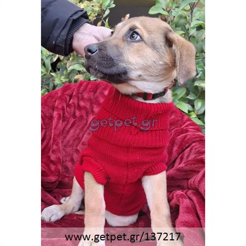 Δίνεται για υιοθεσία - χαρίζεται ημίαιμο κουτάβι Labrador Retriever - Λαμπραντόρ Ριτρίβερ