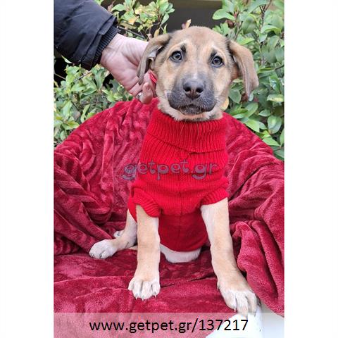 Δίνεται για υιοθεσία - χαρίζεται ημίαιμο κουτάβι Labrador Retriever - Λαμπραντόρ Ριτρίβερ