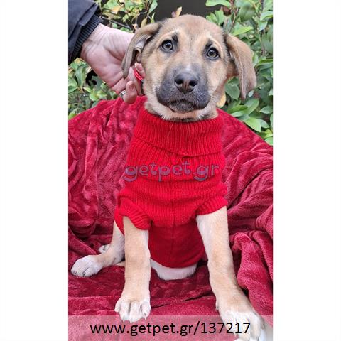 Δίνεται για υιοθεσία - χαρίζεται ημίαιμο κουτάβι Labrador Retriever - Λαμπραντόρ Ριτρίβερ