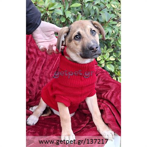 Δίνεται για υιοθεσία - χαρίζεται ημίαιμο κουτάβι Labrador Retriever - Λαμπραντόρ Ριτρίβερ