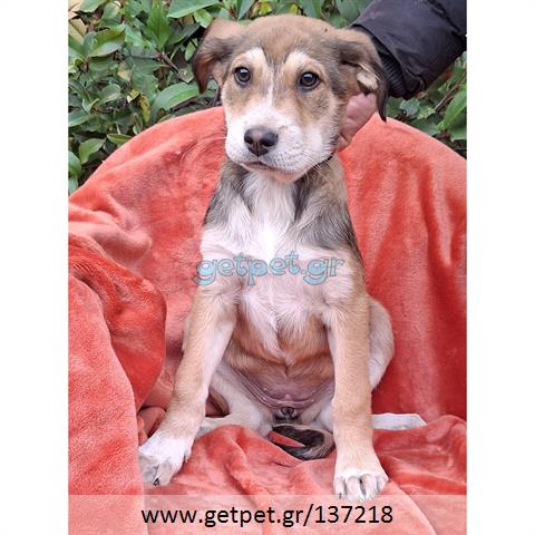 Δίνεται για υιοθεσία - χαρίζεται ημίαιμο κουτάβι