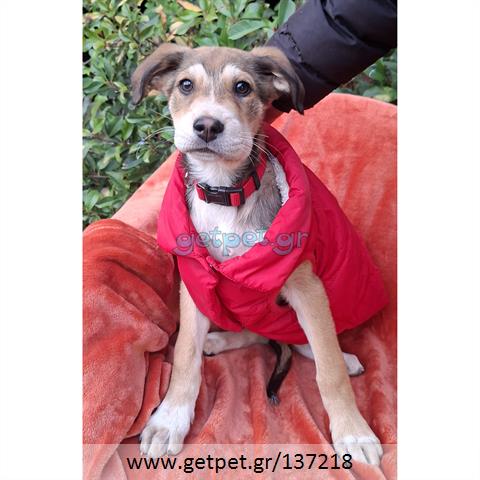 Δίνεται για υιοθεσία - χαρίζεται ημίαιμο κουτάβι