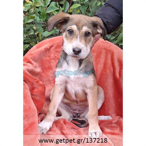 Δίνεται για υιοθεσία - χαρίζεται ημίαιμο κουτάβι