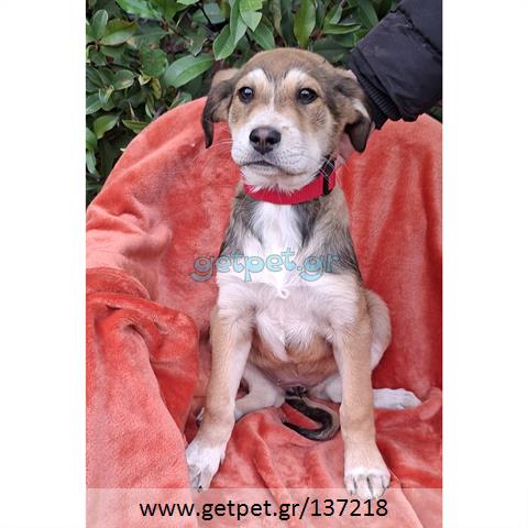 Δίνεται για υιοθεσία - χαρίζεται ημίαιμο κουτάβι