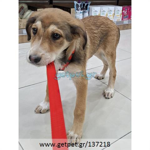 Δίνεται για υιοθεσία - χαρίζεται ημίαιμο κουτάβι