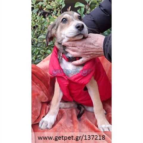 Δίνεται για υιοθεσία - χαρίζεται ημίαιμο κουτάβι