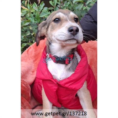 Δίνεται για υιοθεσία - χαρίζεται ημίαιμο κουτάβι