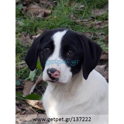 Δίνεται για υιοθεσία - χαρίζεται ημίαιμο κουτάβι