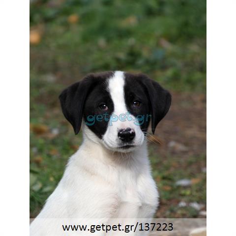 Δίνεται για υιοθεσία - χαρίζεται ημίαιμο κουτάβι