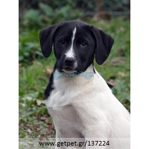 Δίνεται για υιοθεσία - χαρίζεται ημίαιμο κουτάβι