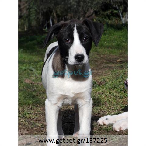 Δίνεται για υιοθεσία - χαρίζεται ημίαιμο κουτάβι