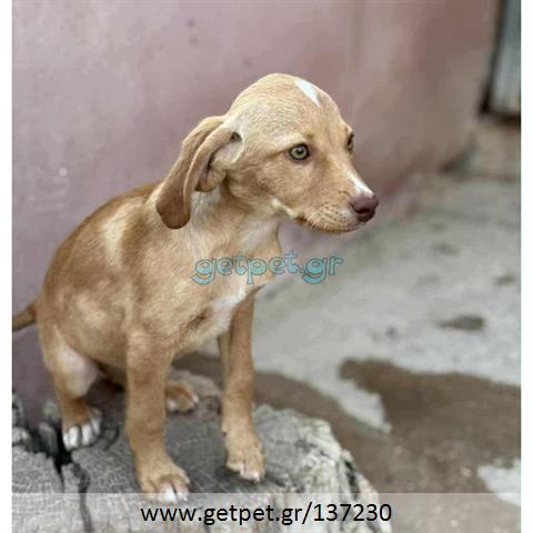 Δίνεται για υιοθεσία - χαρίζεται ημίαιμο κουτάβι