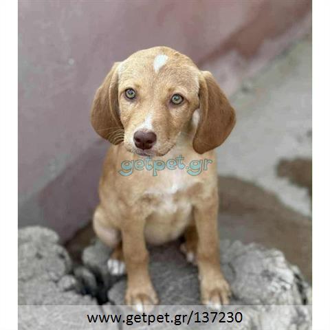 Δίνεται για υιοθεσία - χαρίζεται ημίαιμο κουτάβι